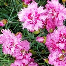 Гвоздика перистая 'Мэгги' (розово - пурпурная)