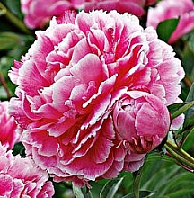 Пион молочноцветковый 'Кёнингин Вильгельмина'