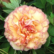 Пион древовидный (Золотая россыпь) 'Джин Ге' (оранжевый с розовыми краями)