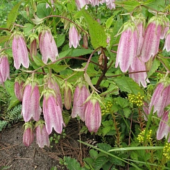 Колокольчик точечный