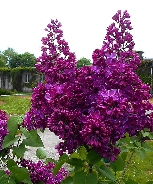 Сирень обыкновенная 'Знамя Ленина' (лилово - красная)