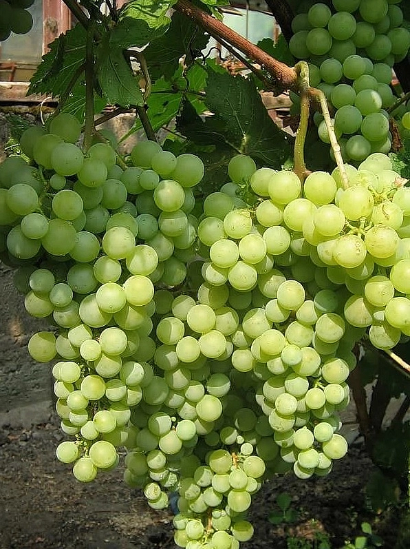 Виноград 'Жемчуг Сабо'