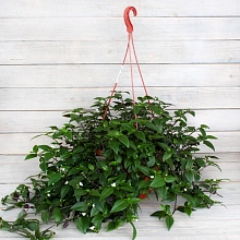 Традесканция ампельная (кашпо)