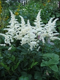 Астильба японская 'Аваланш'