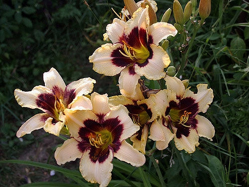 Лилейник гибридный 'Мунлайт Маскарад'