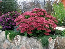 Седум видный (Очиток) 'Бриллиант'