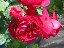 Роза Аскот (Ascot)