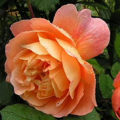 Роза Леди Эмма Гамильтон (парковая) (персиков-розовая) купить по цене1.300,00 руб. руб. в Москве в садовом центре Южный