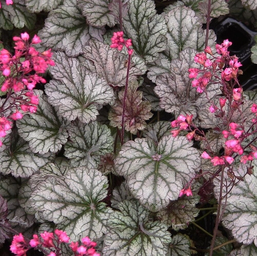 Гейхера гибридная 'Глиттер'