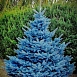 Ель колючая 'Беби Блю Ай'