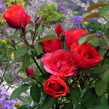 Роза 'Морден Фаерглоу' (шраб) (красная)