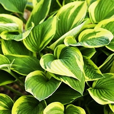 Хоста гибридная (вздутая, волнистая) 'Ауреомаргината'