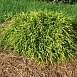 Кипарисовик горохоплодный Санголд