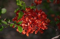 Айва японская 'Сарженти'