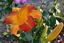 Лилейник гибридный 'Морнинг Сан'