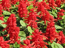 Сальвия блестящая 'Редди Брайт Ред' (красный)