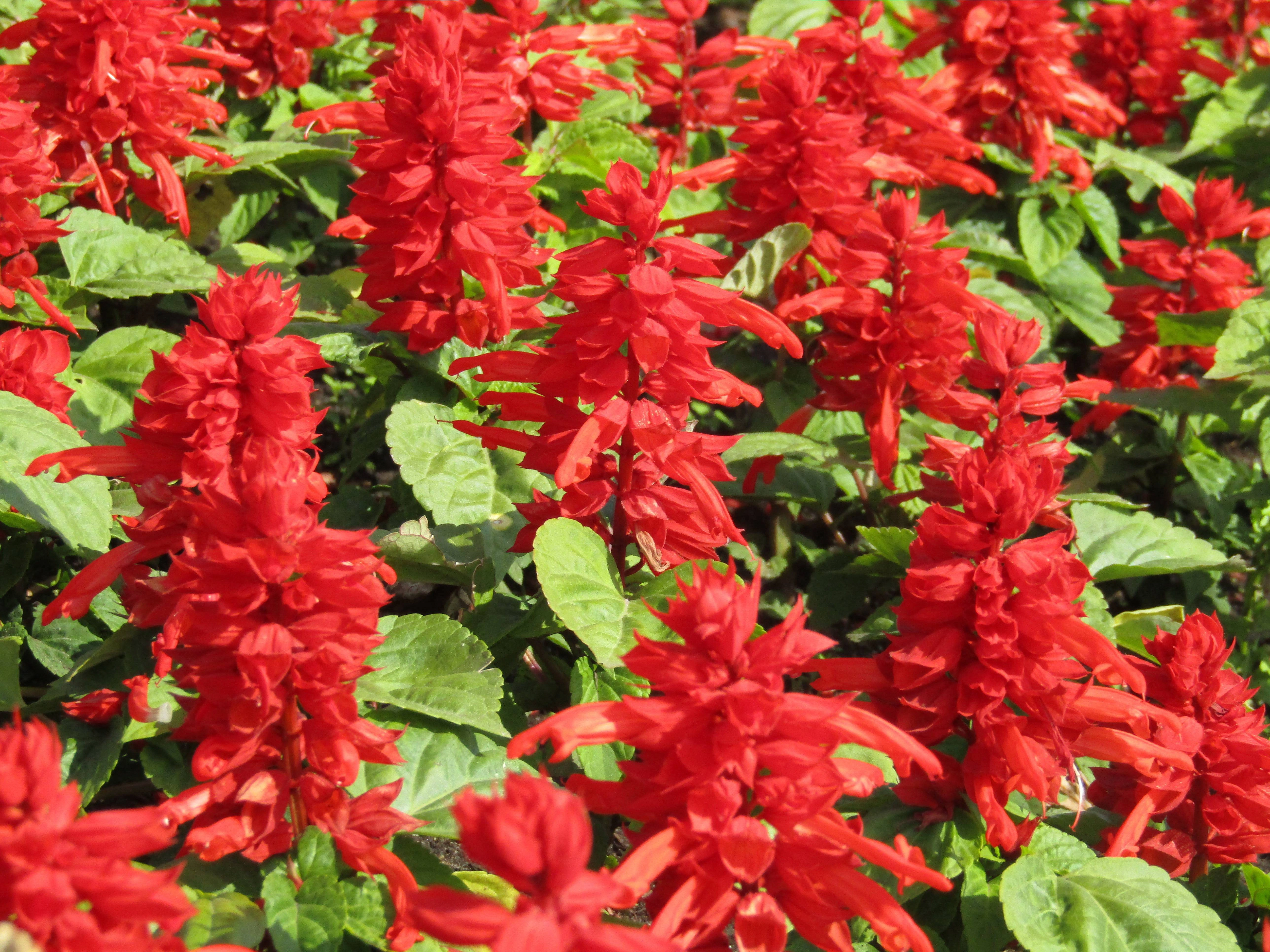 Сальвия блестящая 'Редди Брайт Ред' (красный)