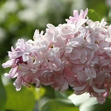 Сирень обыкновенная 'Милосердие' (нежно -розовая)