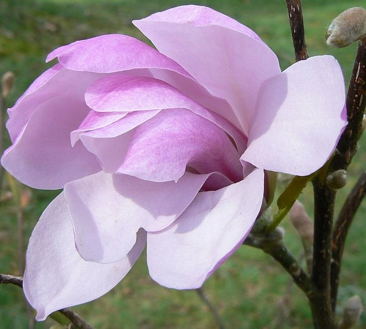 Магнолия 'Джорж Генри Керн'