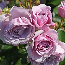 Роза 'Наутика' ( флорибунда) (фиолетовая)