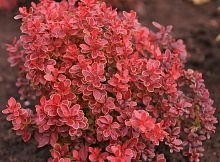 Барбарис Тунберга 'Адмирейшн'