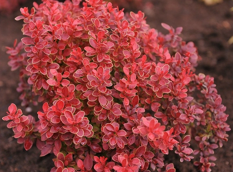 Барбарис Тунберга 'Адмирейшн'