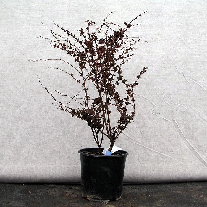 Барбарис Тунберга 'Пинк Куин'