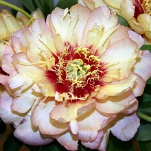 Пион Ито-гибрид 'Келлис Мемори' (розово - желтый)