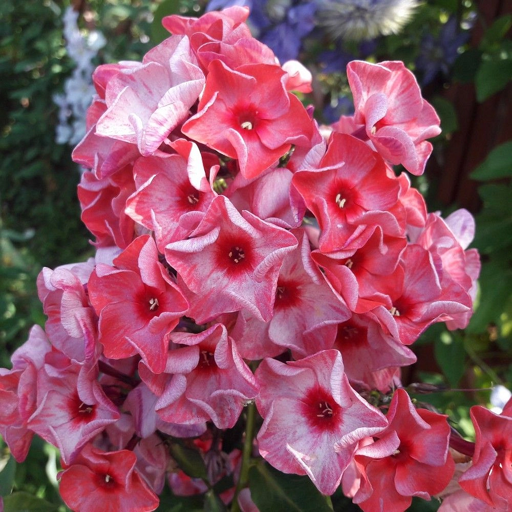 Флокс метельчатый 'Уральские сказы'