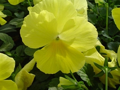 Виола Виттрока 'Инспайр Плюс Блу Блотч'