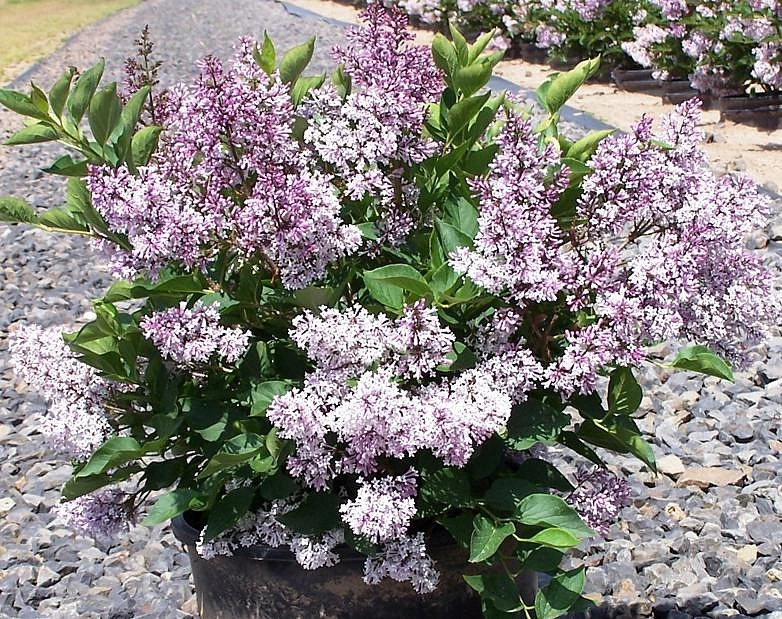 Сирень Джози (Josee)