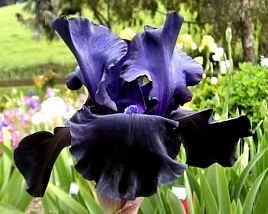 Ирис германский (бородатый) 'Блэк Дрэгон' 