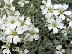 Ясколка Войлочная