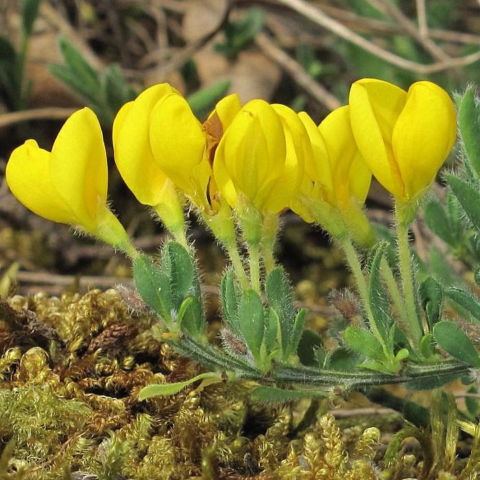 Ракитник стелющийся