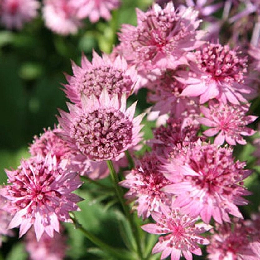 Астранция большая 'Стар оф Лав'