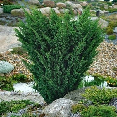 Можжевельник китайский 'Блау'
