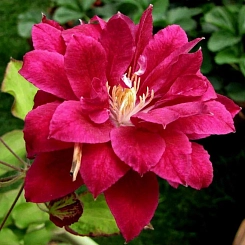 Клематис 'Ред Стар' (ярко-розовый)