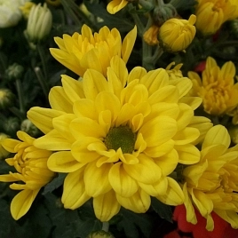 Хризантема желтая