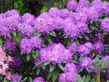 Рододендрон гибридный (азалия) 'Альфред' (лиловый)