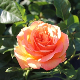 Роза 'Ибица' (чайно-гибридная) (оранжево - красная)