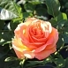 Роза 'Ибица' (чайно-гибридная) (оранжево - красная)