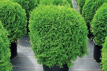 Туя западная 'Саласпилс'