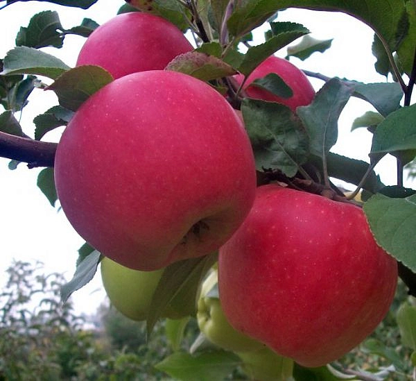 Яблоня домашняя 'Дельбар Жубиле' ('Юбилейное Дельбара')