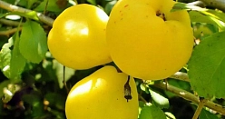 Айва 'Краснослободская'