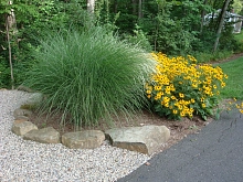 Мискантус китайский 'Грацилимус'