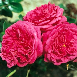 Роза 'Лагуна'  (плетиста) (винно - розовая)