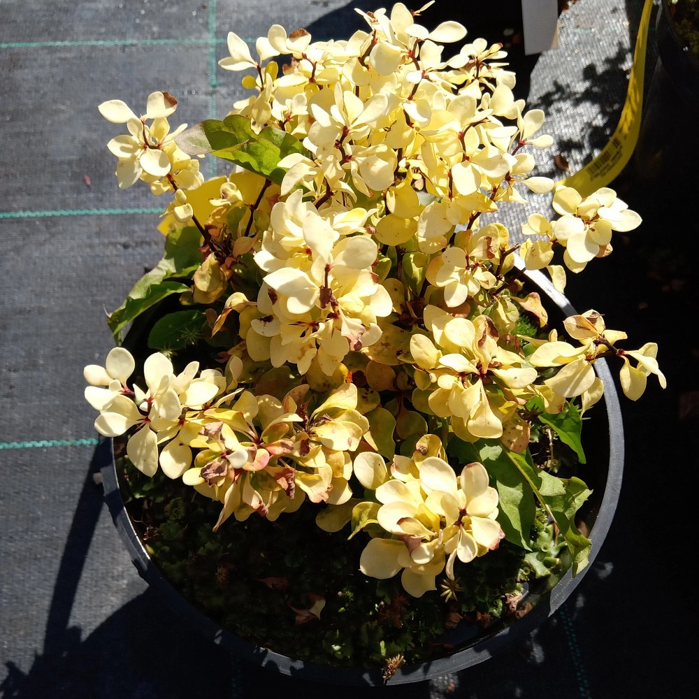 Барбарис Тунберга 'Спешл Голд'