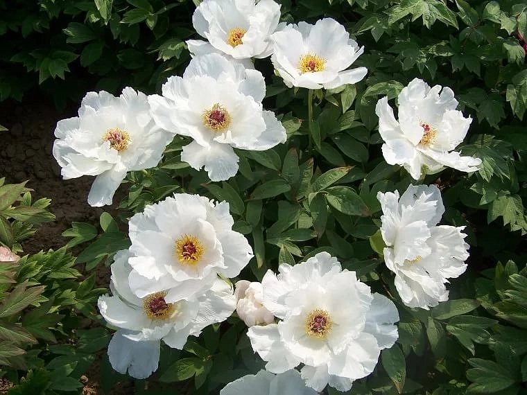 Пион древовидный 'Вайт Феникс' (белый)