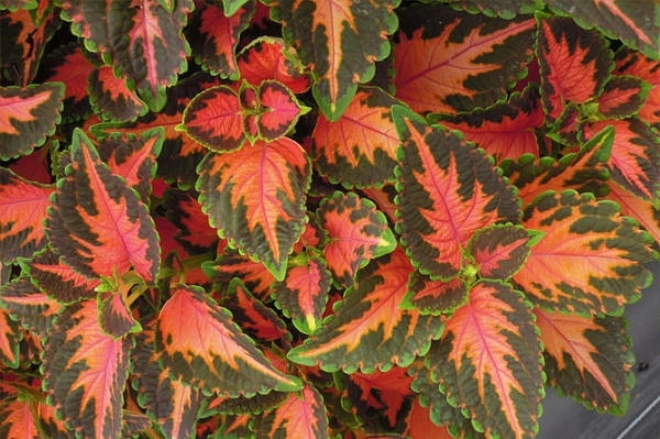 Колеус Блюма 'Визард Корал Санрайз' (красный с роз. прож. и зел. краями)