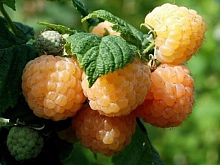 Малина 'Утренняя роса' (Порана роса) (ремонтантная)